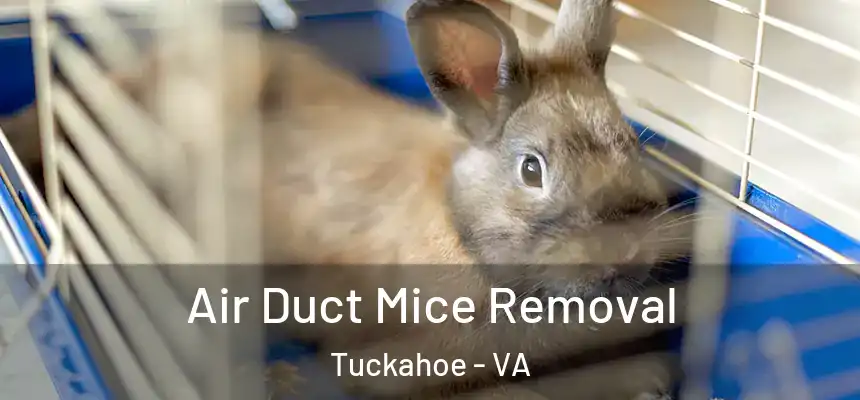  Air Duct Mice Removal Tuckahoe - VA